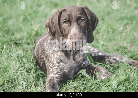 Deutsch Kurzhaar Pointer, Deutschen kurtshaar Eine gefleckte Welpe liegend auf grünem Gras, mit Blick direkt in die Augen, intelligente und süße Mädchen, Stockfoto