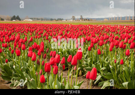 Blumen, Tulpen, Washington State, Skagit Valley Tulip Festivals Stockfoto