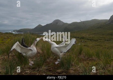 Ein paar junge wanderalbatrosse (Diomedia exulans) Anzeigen in Wanderer Tal, Bird Island, South Georgia, Antarktis Stockfoto