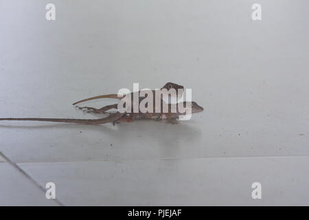 Zwei Eidechsen Paarung Stockfoto