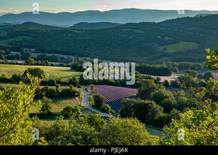 Antenne Übersehen von Lavendel Felder auf der Ebene von Valensole Provence im Süden Frankreichs Stockfoto