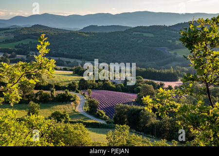 Antenne Übersehen von Lavendel Felder auf der Ebene von Valensole Provence im Süden Frankreichs Stockfoto