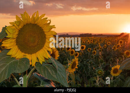 Sonnenuntergang über Sonnenblumenfeld in der Nähe von blühenden Lavendelfelder im Sommer in die Ebene von Valensole Provence Frankreich Stockfoto