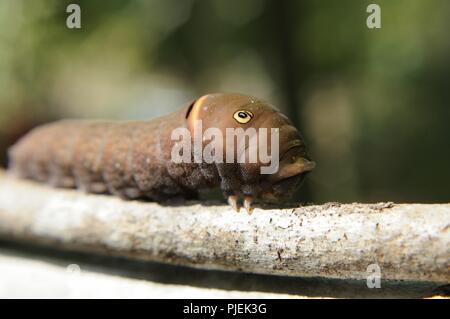 Ostern Tiger Shallowtail Caterpillar Stockfoto