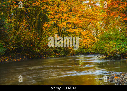 Herbstmorgen im Brunette River in British Columbia. Stockfoto