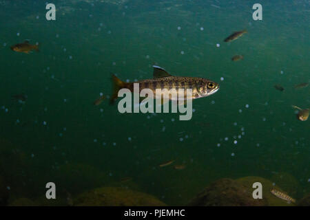 Unterwasseraufnahmen eines Junglachses aus Coho im Capilano-Fluss, British Columbia. Stockfoto