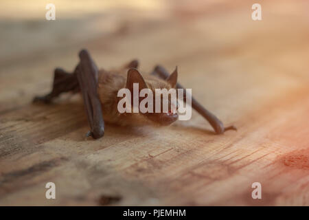 Schöne kleine Fledermaus auf einer hölzernen Oberfläche Stockfoto