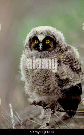 Juvenile Waldohreule (Asio otus) im Morley Nelson Greifvögel National Conservation Area in SW Idaho Stockfoto