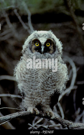 Juvenile Waldohreule (Asio otus) im Morley Nelson Greifvögel National Conservation Area in SW Idaho Stockfoto