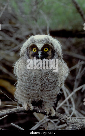 Juvenile Waldohreule (Asio otus) im Morley Nelson Greifvögel National Conservation Area in SW Idaho Stockfoto