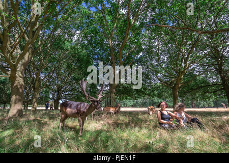 London, England - Juli 2018: Touristen treffen Hirsche im Richmond Park Stockfoto