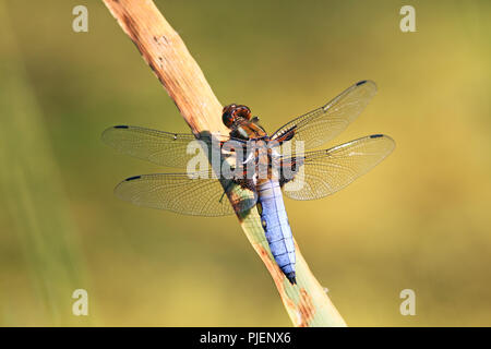 Flachen Bauch Dragonfly (Libellula depressa) auf einem Sitz, der Vantage Point., Plattbauchlibelle (Libellula depressa) in einer Sitzwarte. Stockfoto