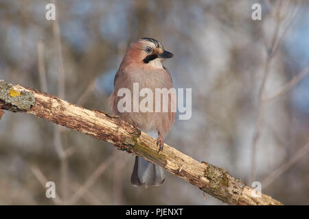 Eurasischen Eichelhäher (Garrulus glandarius) sitzt auf einem Zweig in einem in voller Länge: Porträt mit einem guten Licht. Stockfoto