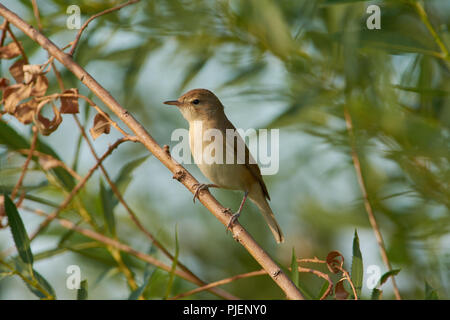 Blyth der Teichrohrsänger (Acrocephalus dumetorum) sitzt in einem weidengebüsch bewachsen, auf der Wiese. Stockfoto