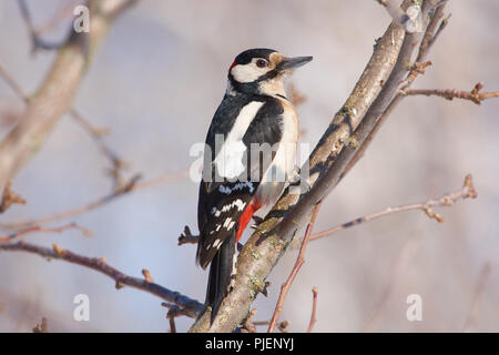 Buntspecht (Dendrocopos major) sitzt, ruht sein Schwanz auf einem Zweig, Blick in die Kamera. Stockfoto
