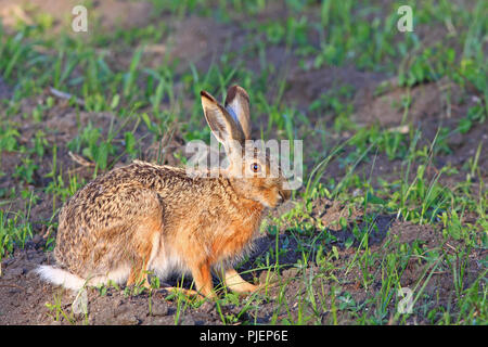 Bereich Hase (Lepus europaeus), Feldhase (Lepus europaeus) Stockfoto