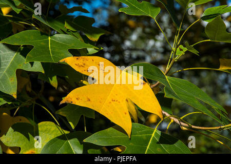 Liriodendron tulipifera, ein Baum mit Blättern wie Tulpen Stockfoto