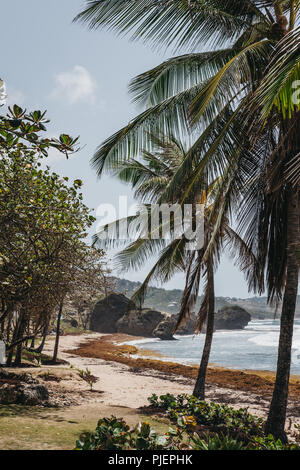 Blick auf die Palmen auf Bathsheba Beach in Barbados, schlecht durch sargassum Algen betroffen. Stockfoto