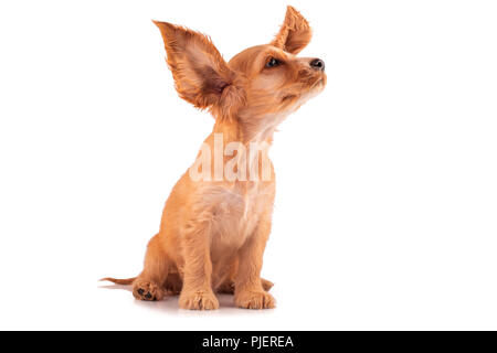 Cocker Spaniel Welpen, auf weissem isoliert. Stockfoto