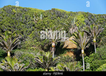 Ein nativer Neuseeland Baum, der Nikau Palme Stockfoto