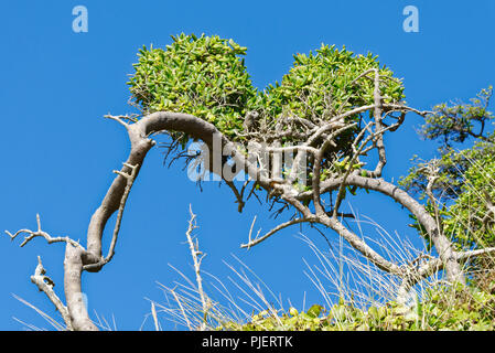 Wind Bush durchgebrannt Stockfoto