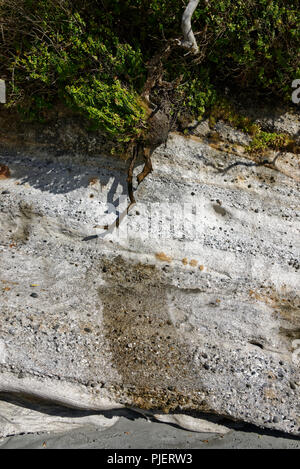 Wasser tropft aus einem exponierten Tree root auf einem steinigen Klippen. Stockfoto