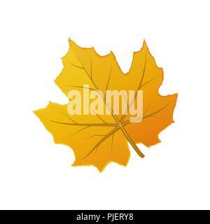 Süße orange Herbst Blatt auf Weiß Stock Vektor