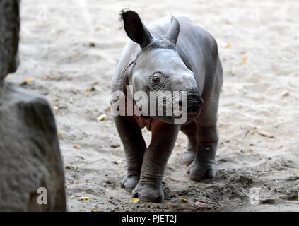 Berlin, Deutschland. 06 Sep, 2018. Das neugeborene rhino Stier in den Zoo. Das junge Tier wurde am 5. September 2018 geboren. Quelle: Britta Pedersen/dpa-Zentralbild/dpa/Alamy leben Nachrichten Stockfoto