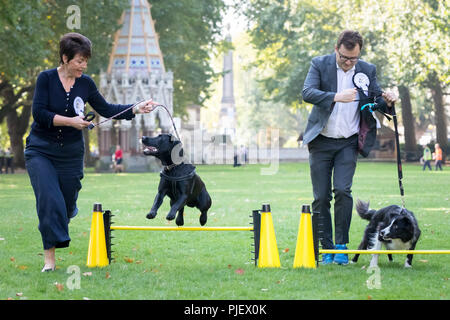 London, Großbritannien. 6. September 2018. 26. jährlichen Westminster Hund des Jahres. Credit: Guy Corbishley/Alamy leben Nachrichten Stockfoto