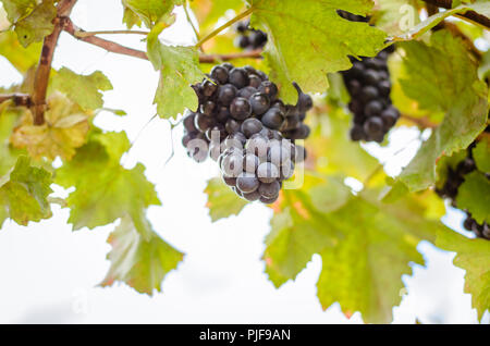 Cluster von Blue gesunde reife Trauben hängen im Weinberg kurz vor der Ernte Stockfoto