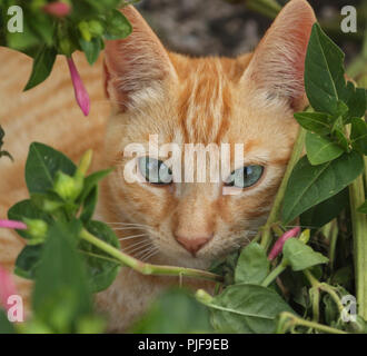 Ingwer Katze Stockfoto