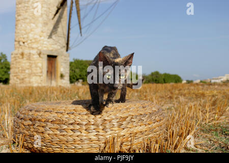 Hauskatze, Schildpatt, stehend auf einem Feld vor einer Windmühle Stockfoto