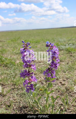 Wildblumen auf die Prärien Stockfoto