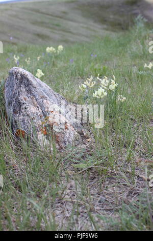 Wildblumen auf die Prärien Stockfoto