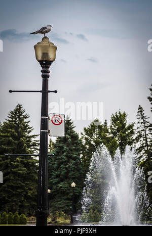 Eine Taube auf einer Straßenlaterne in der Nähe von einem Brunnen in Quebec City, Kanada Stockfoto