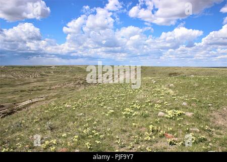 Wildblumen auf die Prärien Stockfoto