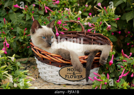 Junge Katze, Thai, Seal Point, in einem Korb liegen Stockfoto