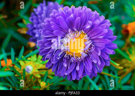 Astra Blume wächst im Garten. Herbst floralen Muster. Im Garten arbeiten. Makro. Ansicht von oben Stockfoto