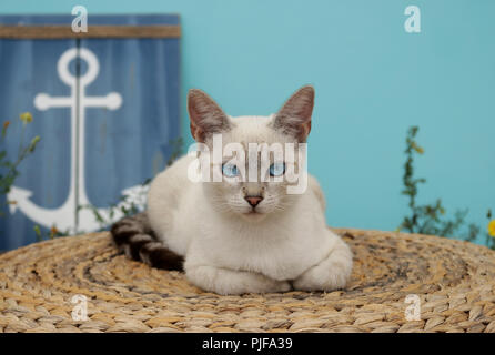 Hauskatze, Siam mix, Tabby Point Stockfoto