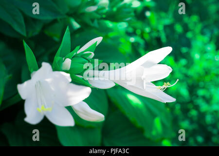 Wirtspflanzen mit weißen Blumen close-up im Garten. Im Garten arbeiten. Makro Stockfoto