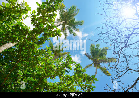 Niederlassungen von Palm Tree gegen den schönen blauen Himmel und Sonne. Stockfoto