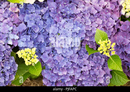 Hydrangea Macrophylla 'Jip blaue Blumen. Stockfoto
