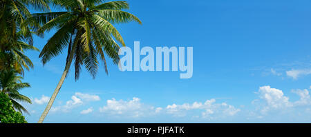 Niederlassungen von Palm Tree gegen schöne weiße Wolken am blauen Himmel Stockfoto