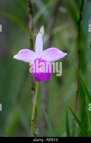 Wilde Orchideen in Costa Rica Regenwald Stockfoto