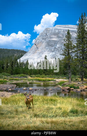 Young Buck Rotwild, Beweidung in Gras von tuolumne River und Lembert Dome Granitformation - Yosemite National Park Wildlife Stockfoto