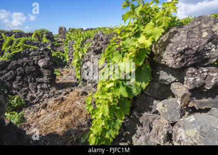 Traditionellen Weinberg-Landschaft der Insel Pico, Azoren, Portugal Stockfoto