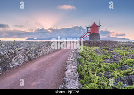 Weinberge in Lava Wände an Criacao Velha. Die Insel Pico, Azoren, Portugal Stockfoto