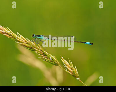Der Stecker, Blau schließen tailed damselfly (Ischnura elegans) auf Gras seedhead in Cumbria, England, Großbritannien Stockfoto