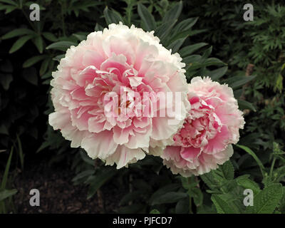 Zwei große blowsy rosa Blüten Pfingstrose (Paeonia Arten) im Ziergarten in Cumbria, England, Großbritannien Stockfoto