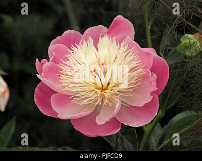 Einzelne große blowsy rosa Blume von Pfingstrose (Paeonia Arten) im Ziergarten in Cumbria, England, Großbritannien Stockfoto